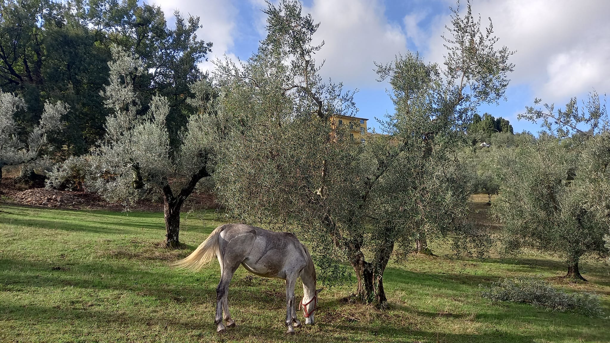 Tour oliveti storici