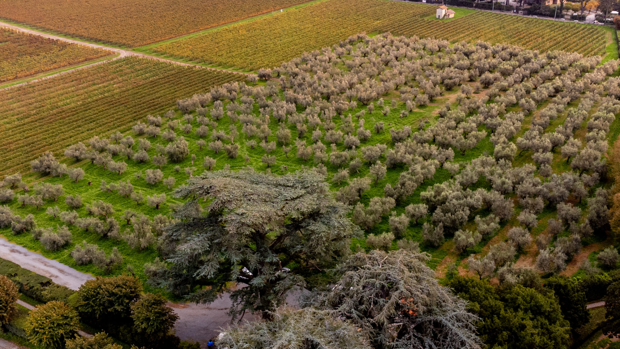 Azienda Agricola Tierre srl