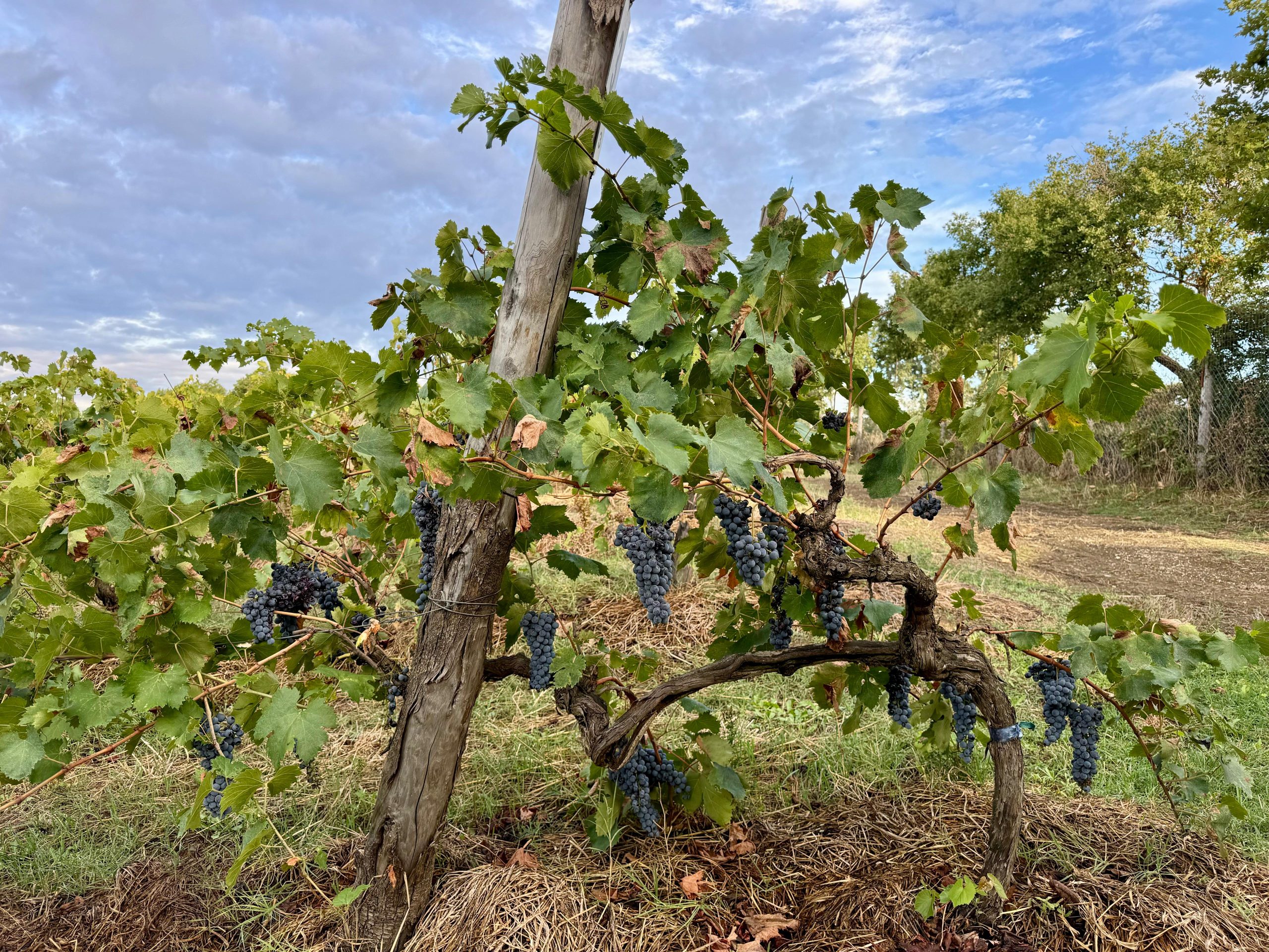 Fattoria La Maliosa